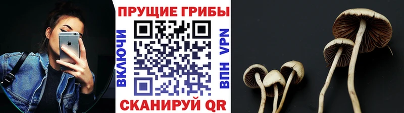 Галлюциногенные грибы Cubensis  Купить  Суджа 